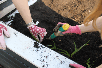 Hände, die Blumen pflanzen